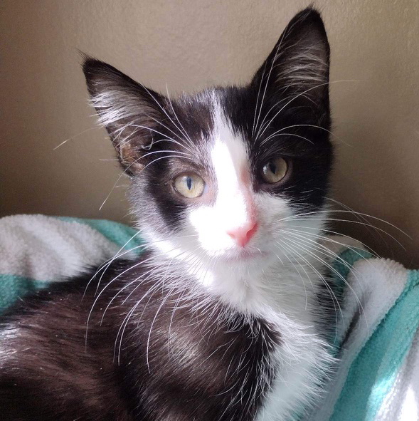 black and white kitten