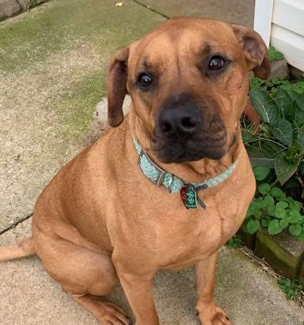 Rhodesian Ridgeback Dog